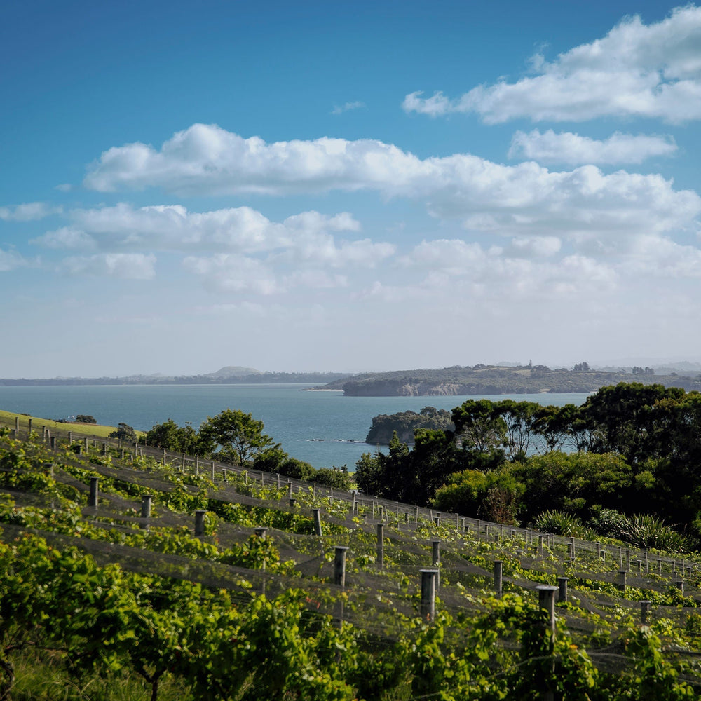 Wairarapa & Waiheke Vineyards Unite on Waiheke Island for an Exciting Taste Adventure