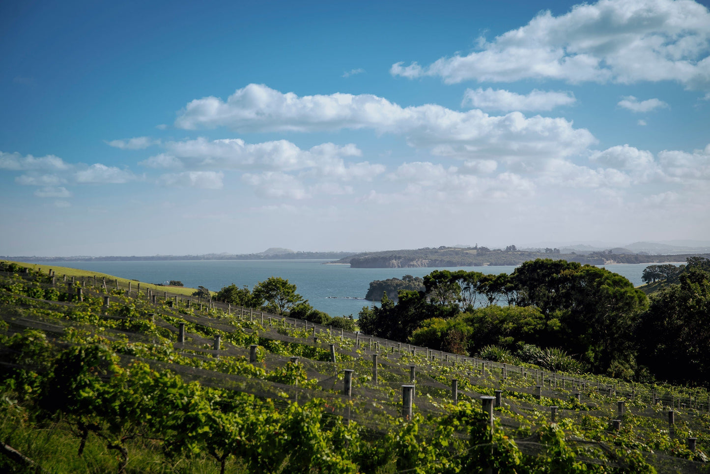 Wairarapa & Waiheke Vineyards Unite on Waiheke Island for an Exciting Taste Adventure